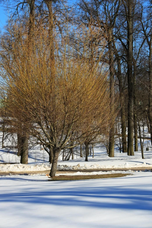 a red fire hydrant sitting in the middle of a snow covered park, inspired by Edward Willis Redfield, baroque, large tree casting shadow, shades of yellow, betula pendula, willows