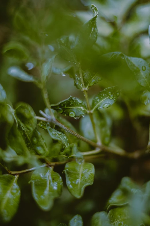a small bird sitting on top of a tree branch, a macro photograph, inspired by Elsa Bleda, trending on unsplash, made of leaves, knees tucked in | rain falls, green vines, rendered in 4 k