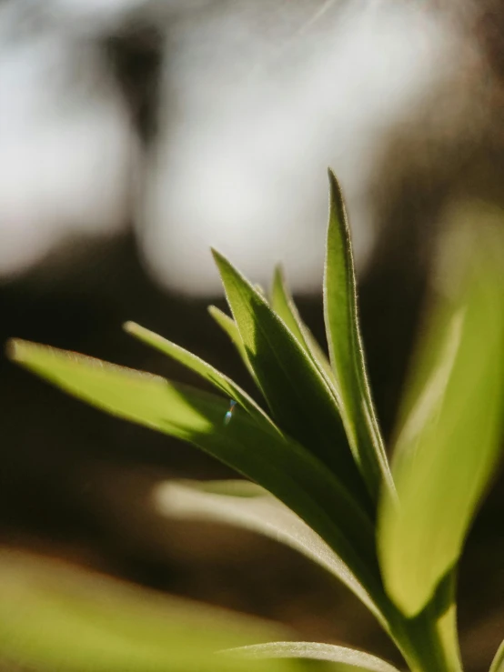 a close up of a plant with a blurry background, a macro photograph, trending on unsplash, hurufiyya, background image, multiple stories