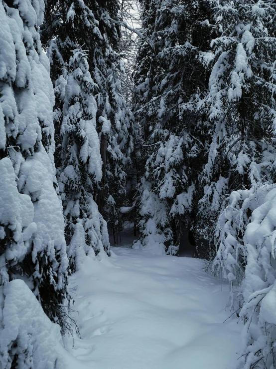 a forest filled with lots of snow covered trees, narrow passage, lynn skordal, grey, high quality image