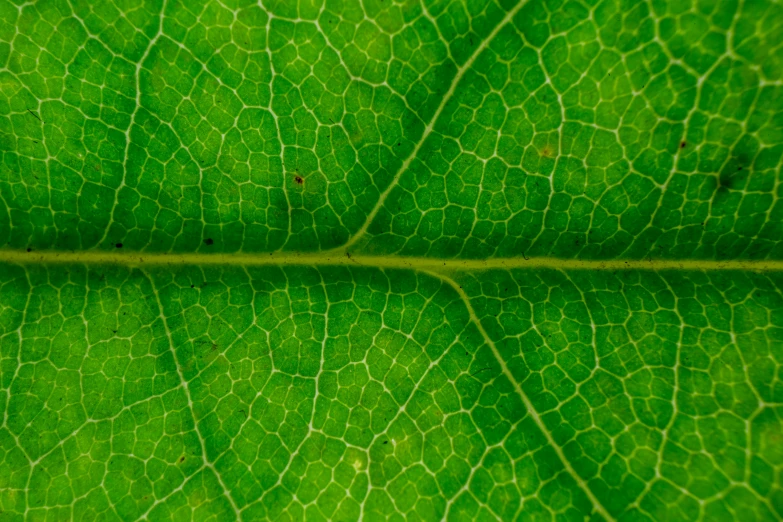 a close up view of a green leaf, a macro photograph, unsplash, synchromism, photography shot, highresolution, seamless micro detail, underside