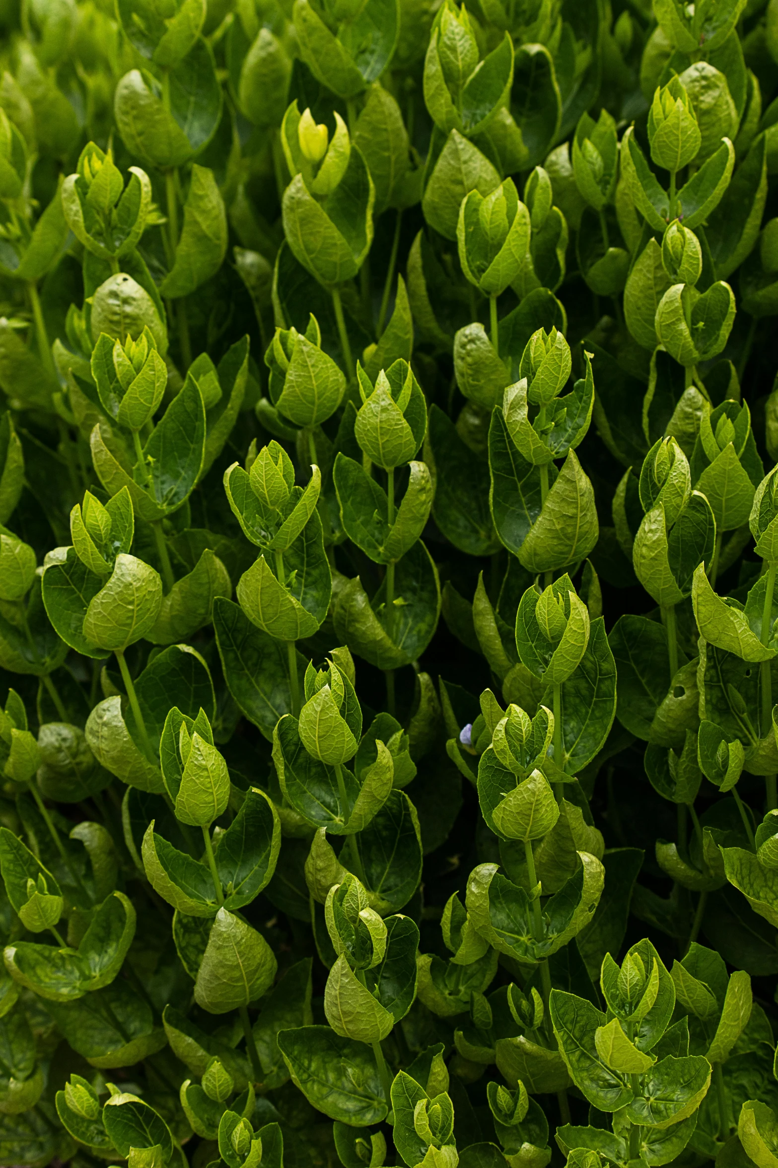 a close up of a plant with green leaves, by David Simpson, a landscape of hedge maze, sprouting, crisp image texture, spirited water plants