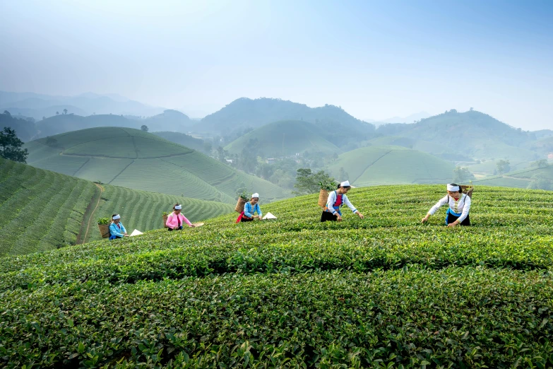 a group of people sitting on top of a lush green hillside, by Meredith Dillman, pexels contest winner, sumatraism, teapots, avatar image