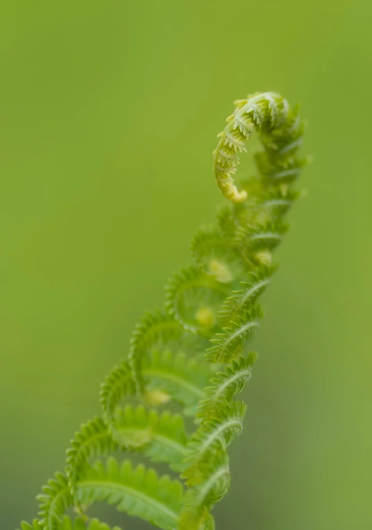 a close up of a fern leaf with a blurry background, a macro photograph, by Jessie Algie, twirls, a small, immature