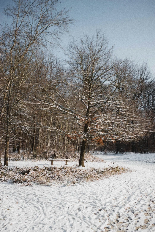 a red fire hydrant sitting in the middle of a snow covered field, by Jacob Toorenvliet, visual art, ancient oak forest, panoramic shot, on forest path, brown