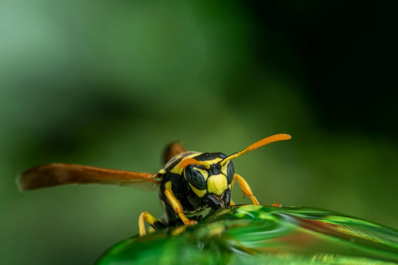 a wasp sitting on top of a green leaf, by Adam Marczyński, pexels contest winner, photorealism, liquid gold, an angry, avatar image, action shot