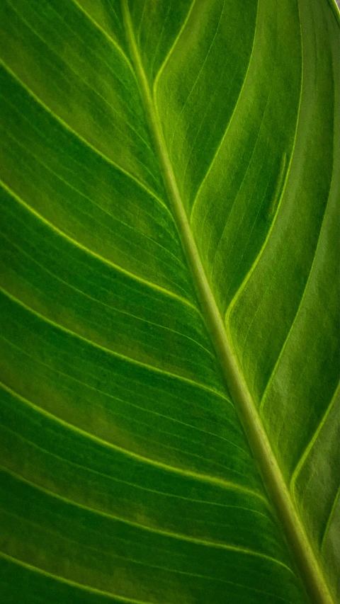a close up of a large green leaf, by Andrew Geddes, trending on pexels, minimalism, shot on hasselblad, magnolia big leaves and stems, paul barson, patterned