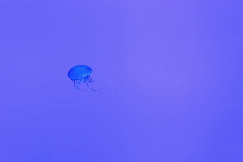a jellyfish floating in the ocean under a purple sky, solid blue background, that looks like a insect, 2022 photograph, concert
