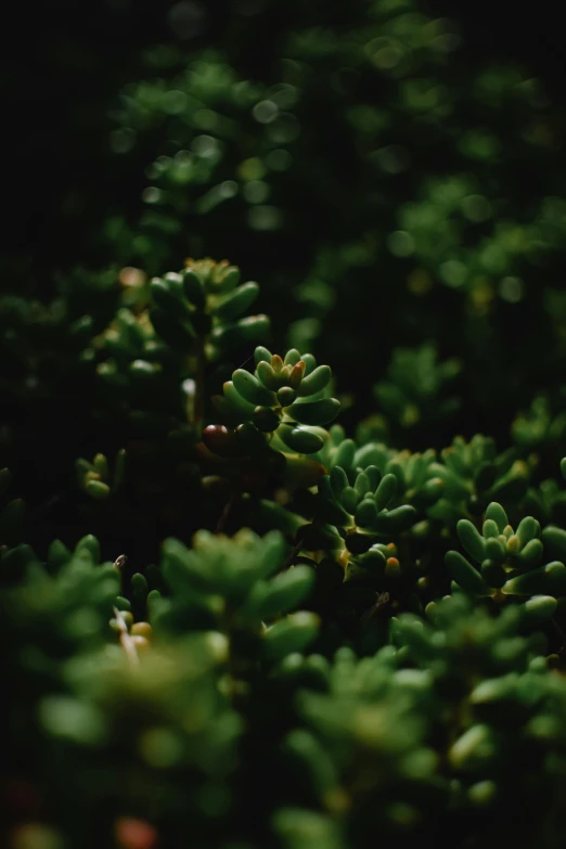 a close up of a plant with green leaves, unsplash, medium format. soft light, protophyta, carson ellis, bushes