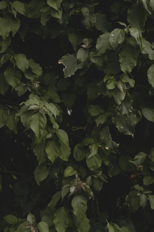 a fire hydrant sitting on top of a lush green field, inspired by Elsa Bleda, trending on unsplash, tonalism, dark green leaves, ignant, leaves on branches, night photo