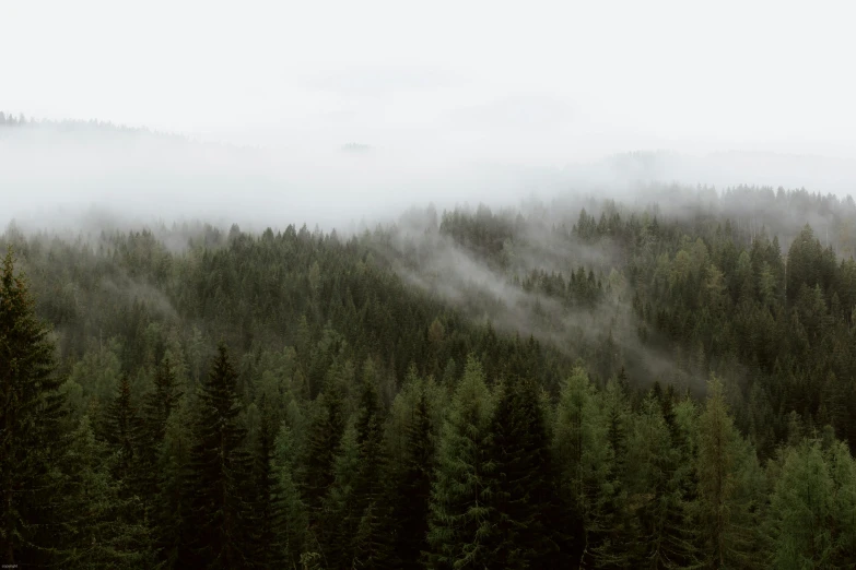 a forest filled with lots of green trees, by Emma Andijewska, pexels contest winner, hurufiyya, under a gray foggy sky, wide high angle view, black fir, overlooking a vast serene forest