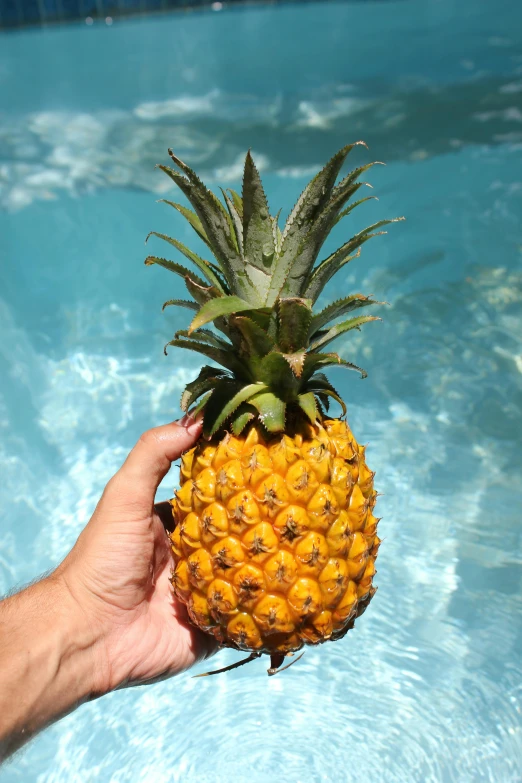 a person holding a pineapple in a pool, slide show, shiny crisp finish, with slight stubble, battered