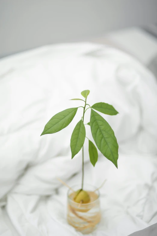 a small plant in a glass vase on a bed, inspired by jeonseok lee, unsplash, made of lab tissue, pepper, holding an epée, a wide full shot