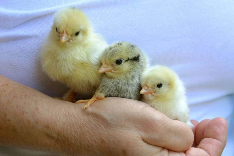 a person holding three small chickens in their hands, photo taken in 2 0 2 0, guide, australian, fan favorite