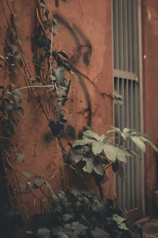 a red fire hydrant sitting in front of a building, inspired by Elsa Bleda, unsplash contest winner, australian tonalism, walls are covered with vines, terracotta, faded and dusty, snapchat photo