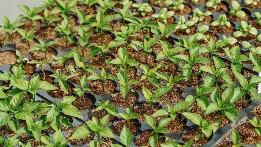 a close up of a bunch of small plants, in rows, moai seedling, carolina reaper, thumbnail