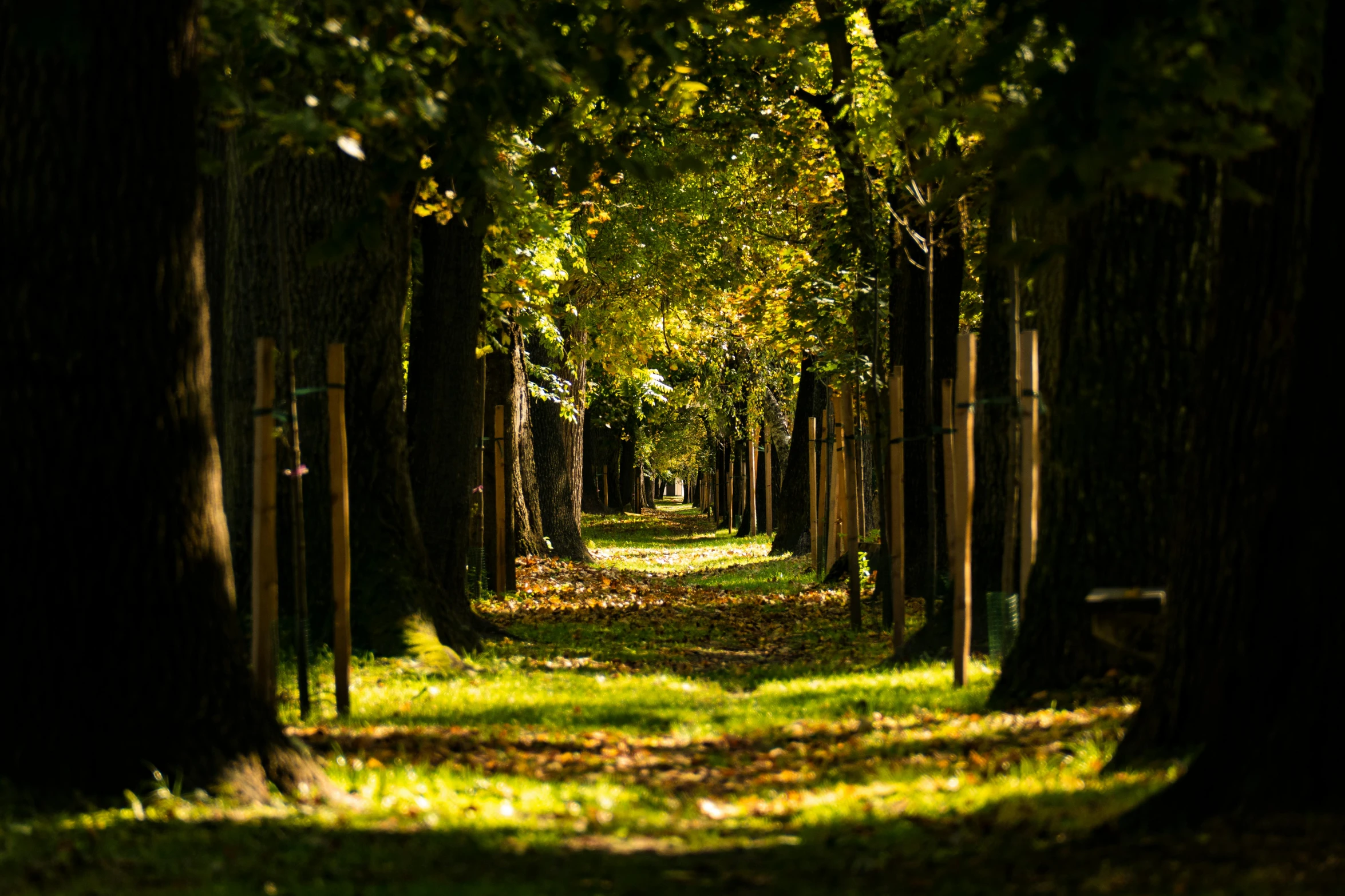 a tree lined path in the middle of a park, by Eglon van der Neer, pexels contest winner, visual art, shady alleys, parce sepulto, a wooden, sunlit