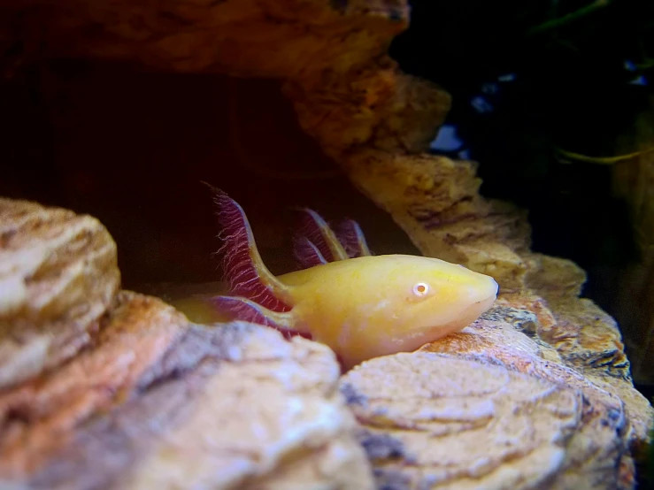 a close up of a fish in a tank, featured on reddit, mingei, favolaschia - calocera, yellow and red, concept photo, albino mystic