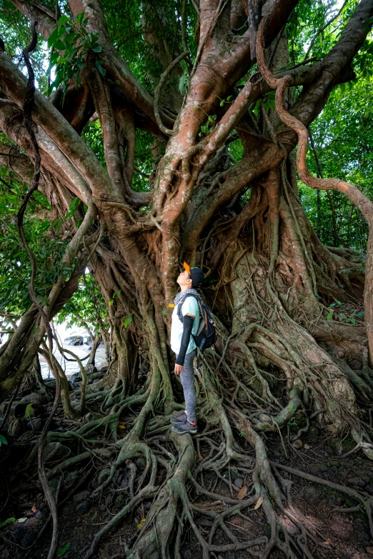 a man standing in front of a huge tree, taiwan, intertwined, humans exploring, root