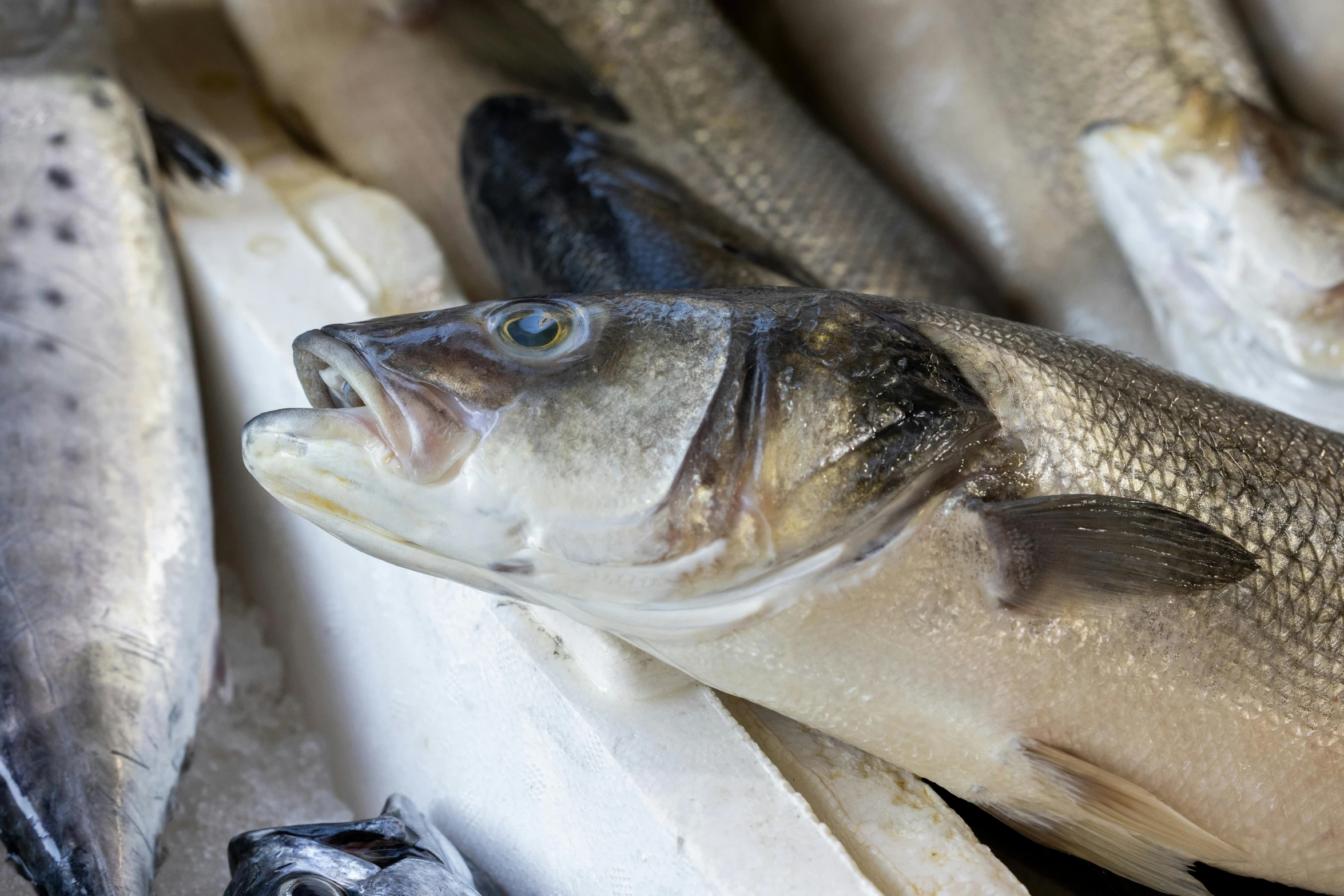 a group of fish sitting on top of a pile of ice, a portrait, unsplash, old english, short light grey whiskers, closeup at the food, thumbnail