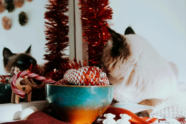 a cat sitting on top of a table next to a christmas tree, a still life, trending on pexels, bowl filled with food, red velvet, brown and cyan color scheme, ivory and copper