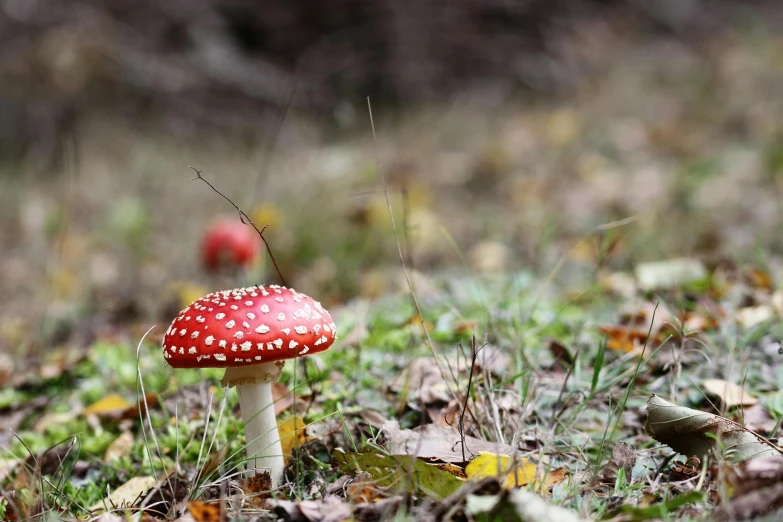 a close up of a mushroom on the ground, by Julia Pishtar, unsplash, magic realism, amanita muscaria, forest picnic, surrounding the city, autumn season