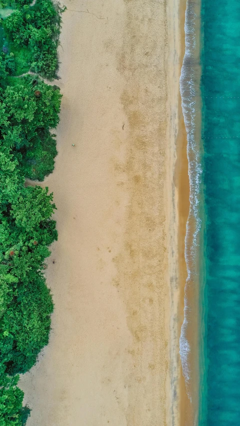 an aerial view of a beach and trees, by Robbie Trevino, hurufiyya, high res 8k, green, laying on sand, thumbnail
