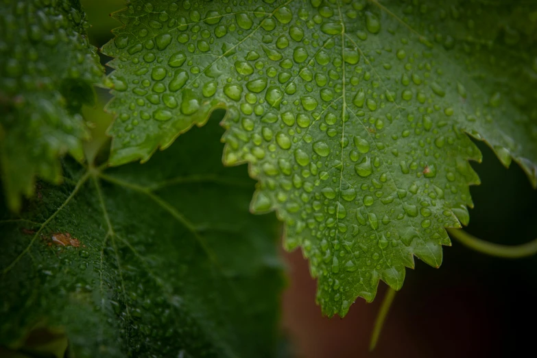 a close up of a leaf with water droplets on it, wine