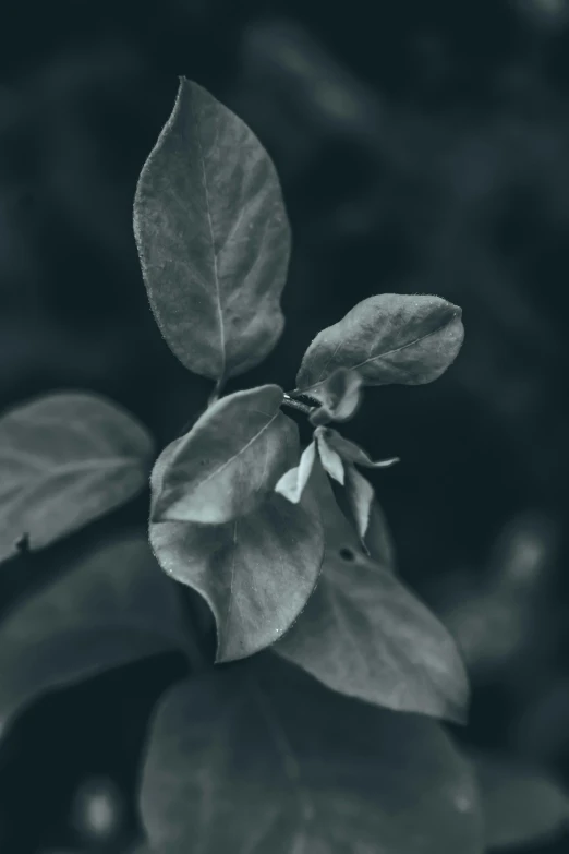 a black and white photo of a plant, by Sven Erixson, unsplash, desaturated blue, honeysuckle, green foliage, ilustration