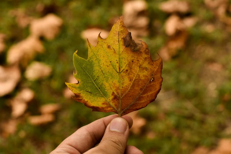 a person holding a leaf in their hand, by Sven Erixson, pexels contest winner, fan favorite, multi - coloured, sycamore, brown