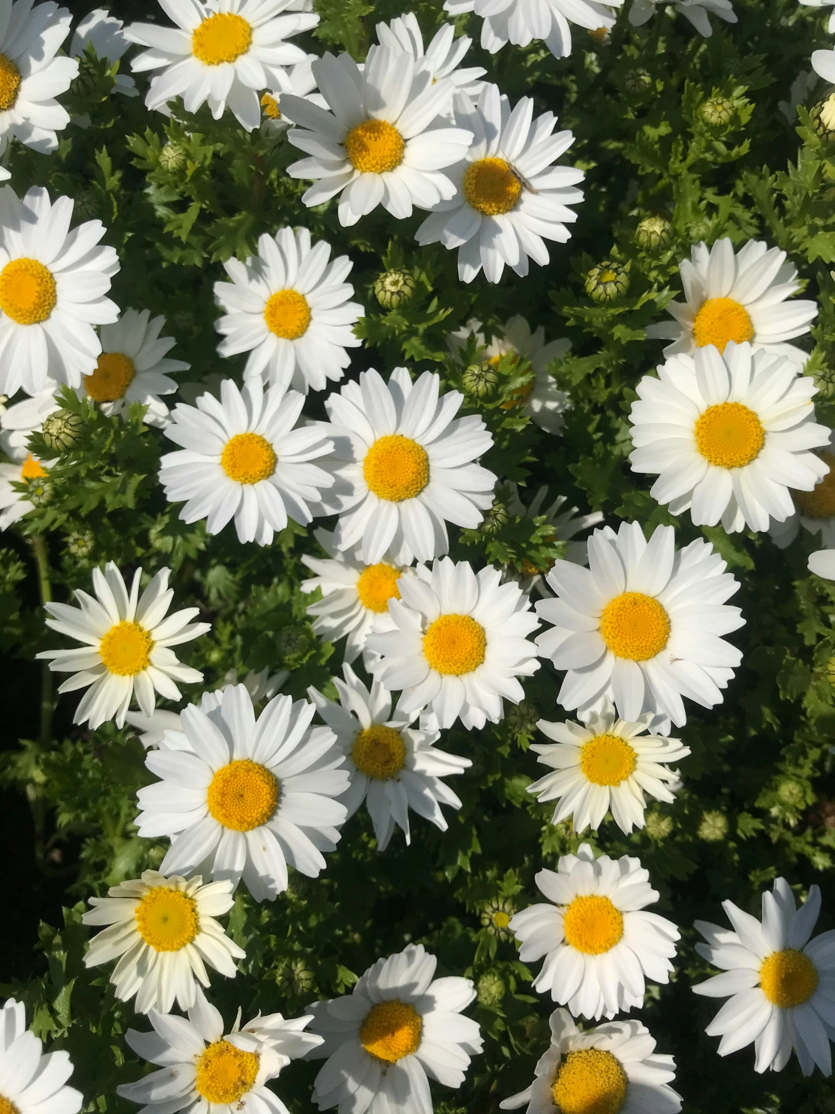 a bunch of white flowers with yellow centers, 'groovy', white lashes, chamomile, multi chromatic