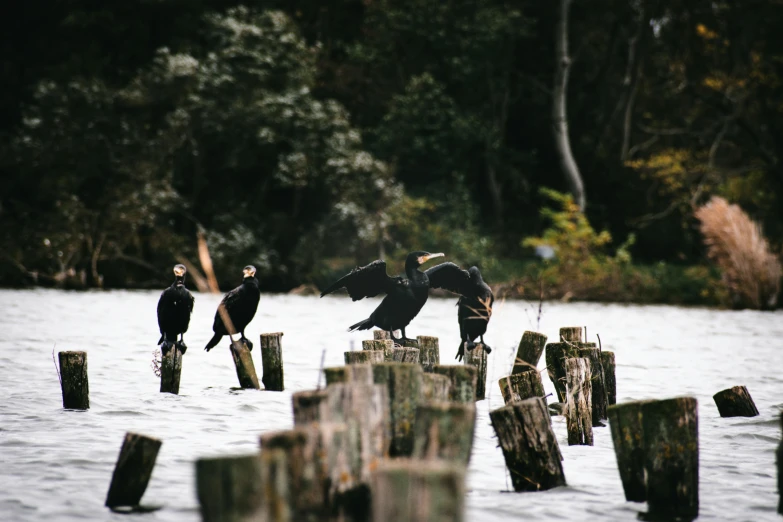 a group of birds sitting on top of wooden posts in the water, pexels contest winner, hurufiyya, black, tree stumps, wings spreading, museum quality photo