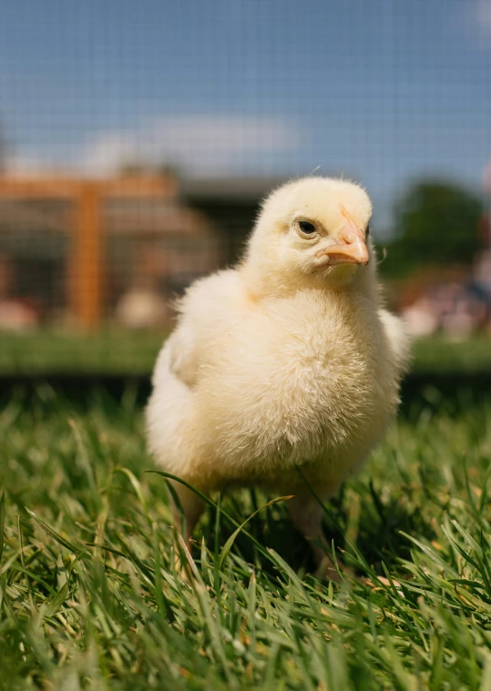 a small chicken standing on top of a lush green field, albino skin, commercially ready, cross-hatchings, r/aww