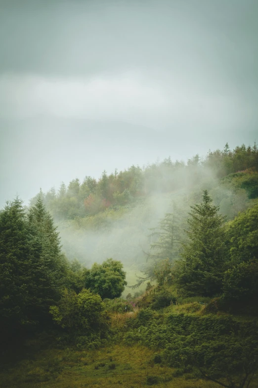 a foggy forest filled with lots of trees, unsplash contest winner, irish mountains background, wales, low clouds after rain, ((forest))