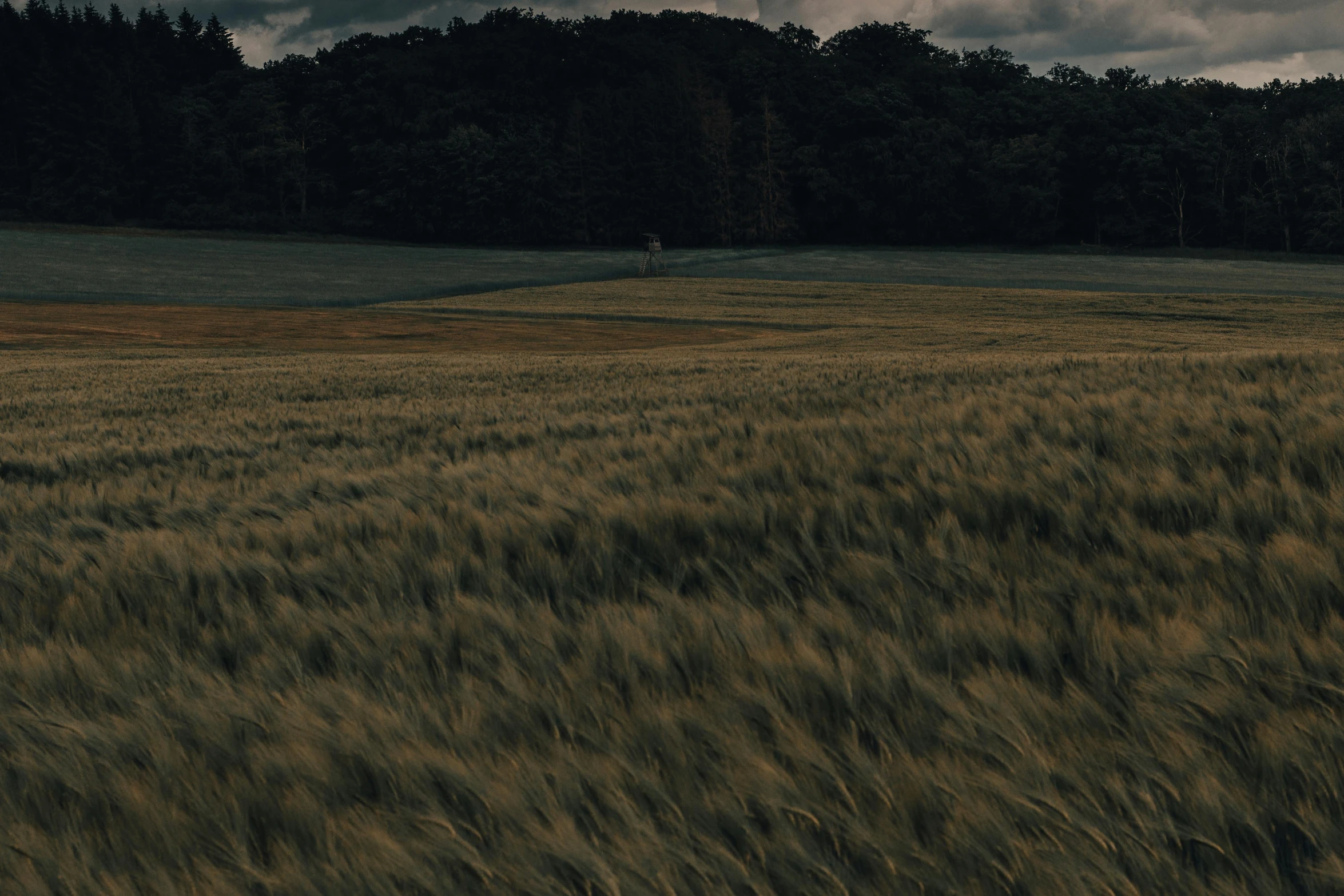 a field of tall grass under a cloudy sky, by Attila Meszlenyi, unsplash contest winner, dark and beige atmosphere, dark woods in the background, immense wheat fields, lo-fi