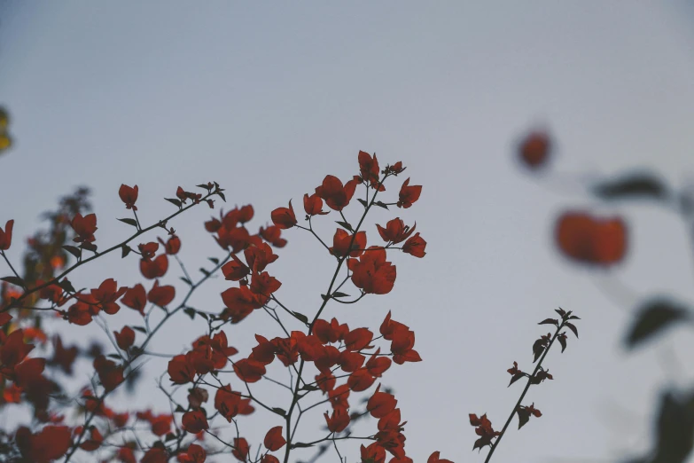 a bunch of red flowers sitting on top of a tree, inspired by Elsa Bleda, unsplash contest winner, skies, minimal background, background image, ansel ]