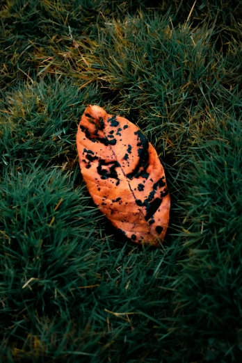 a leaf that is laying in the grass, an album cover, inspired by Elsa Bleda, trending on pexels, land art, orange and black, spotted, potato skin, single color