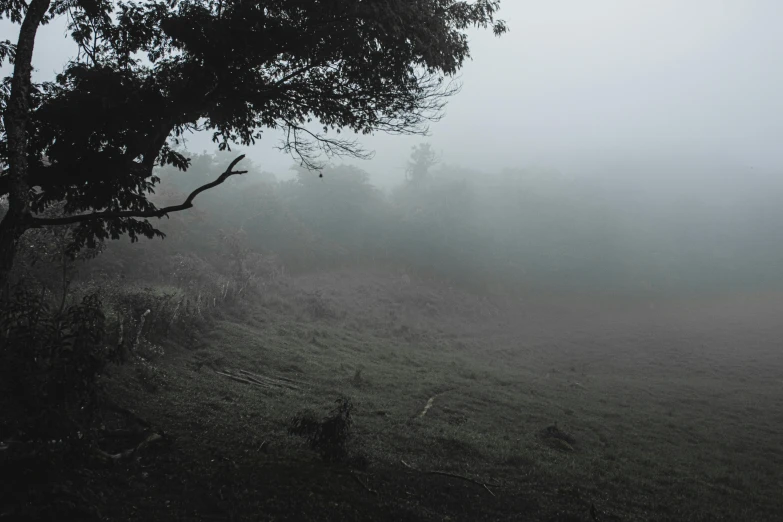 a black and white photo of a foggy field, an album cover, inspired by Elsa Bleda, pexels contest winner, trees in the grassy hills, eerie color, foggy jungle, instagram post