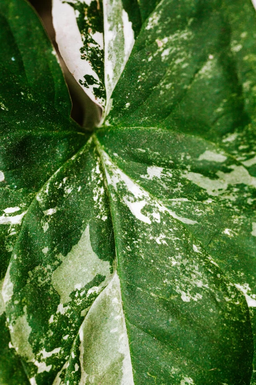 a close up of a leaf of a plant, inspired by Art Green, renaissance, silver dechroic details, speckled, award-winning crisp details”, ivy's