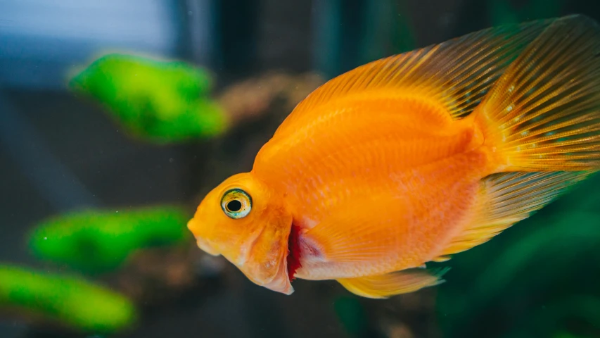 a close up of a fish in an aquarium, orange yellow, looking like a bird, shades of aerochrome gold, pouting