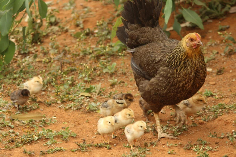 a group of chickens standing on top of a dirt field, motherly, gold, profile image, sri lanka