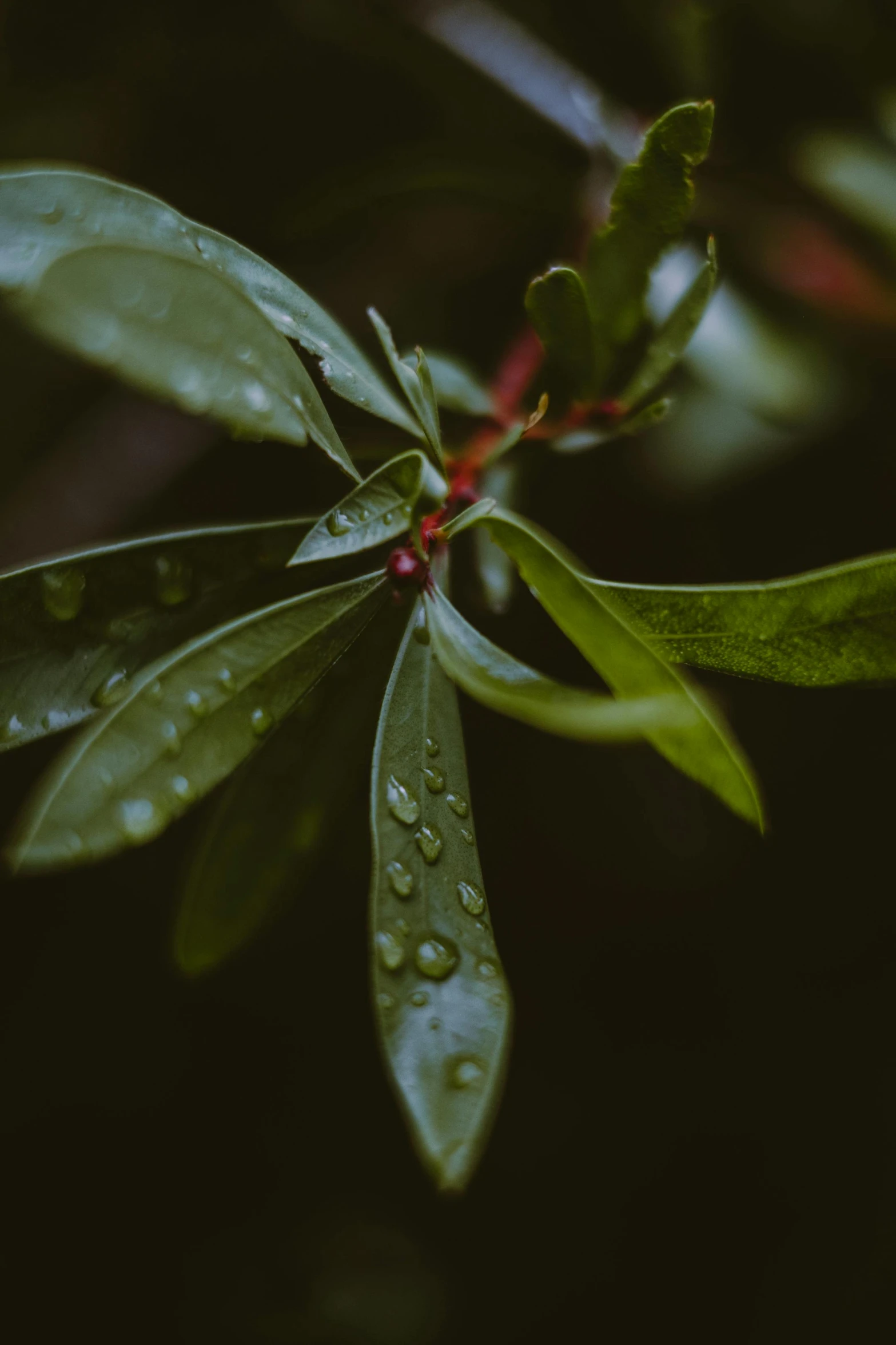 a green plant with water droplets on it, inspired by Elsa Bleda, trending on unsplash, manuka, rendered in 4 k, portrait photo, high angle shot