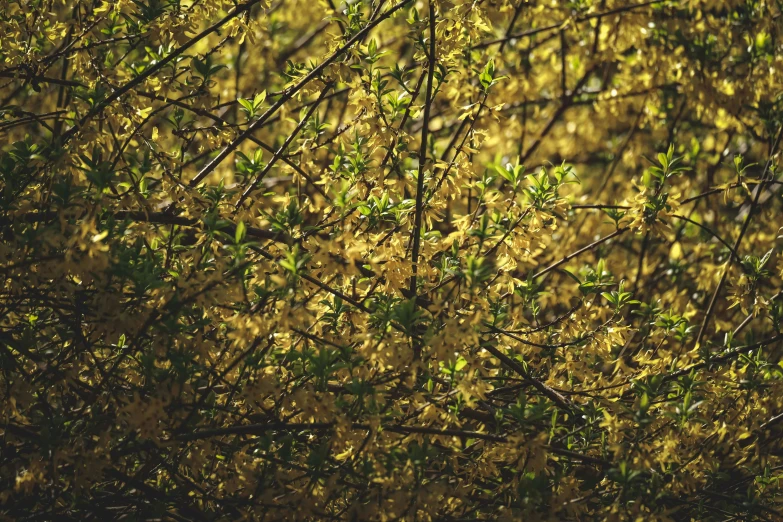 a bush filled with lots of yellow flowers, a picture, inspired by Elsa Bleda, shot on hasselblad, spring light, shot on sony alpha dslr-a300, gold and green