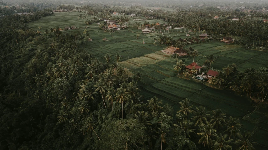 an aerial view of a village surrounded by palm trees, by Daniel Lieske, pexels contest winner, background image, lush forest in background, cinematic establishing shot, rice paddies