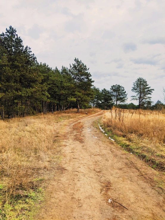 a dirt road in the middle of a field, pine trees in the background, ligjt trail, vibrant but dreary gold, instagram photo