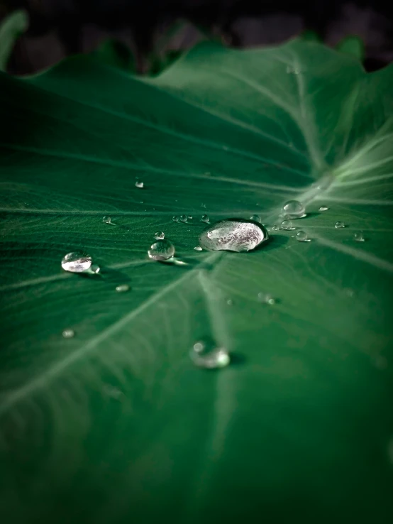 a close up of a leaf with water droplets on it, by Jan Rustem, unsplash, multiple stories, basia tran, centered shot, big leaves