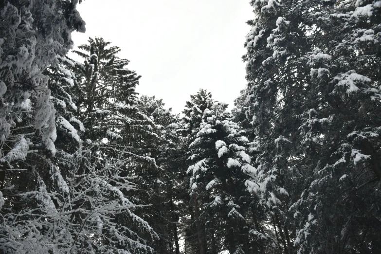 a man riding a snowboard down a snow covered slope, a picture, by Exekias, unsplash, hurufiyya, sparse pine trees, (3 are winter, taken on an iphone, trees around