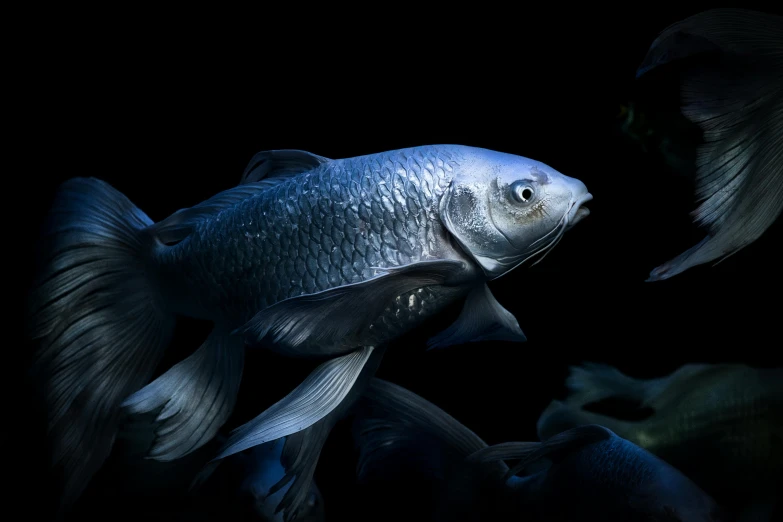 a close up of a fish on a black background, by Adam Marczyński, unsplash contest winner, photorealism, with a blue background, glowing with silver light, fishes floating in bedroom, ben lo