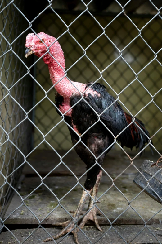 a turkey standing behind a chain link fence, it has a red and black paint, malaysian, on display, falvie