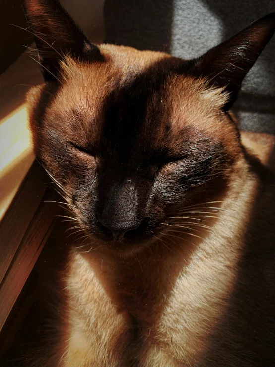 a siamese cat sleeping next to a window, trending on unsplash, photorealism, radiating golden light, with shiny skin, taken in the late 2000s, perfectly shaded face